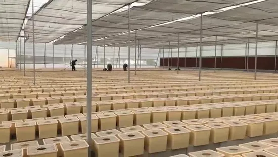 Agricultura cubo holandés de plástico hidropónico en invernadero y granja